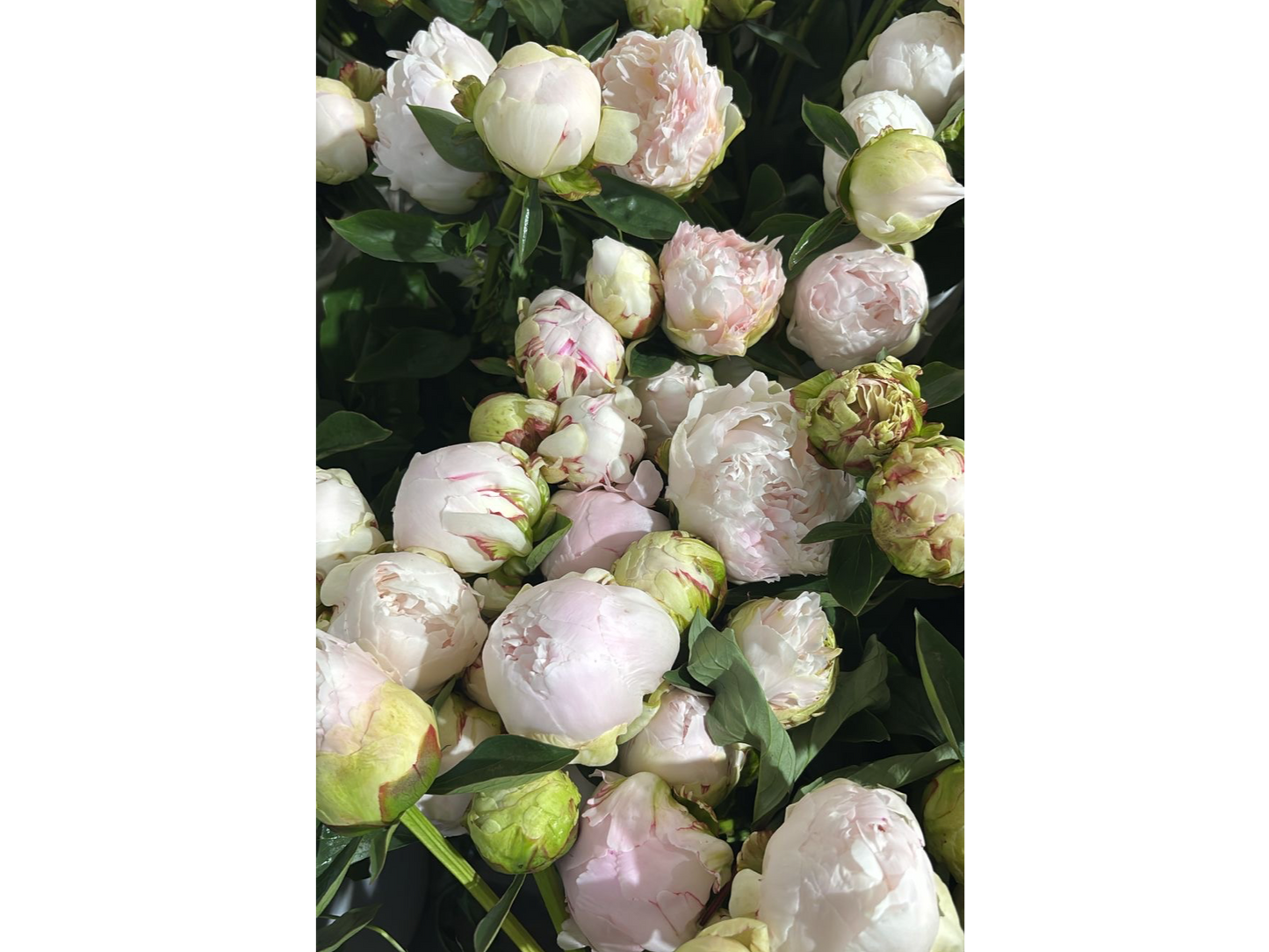 Ramo Estacional Peonia