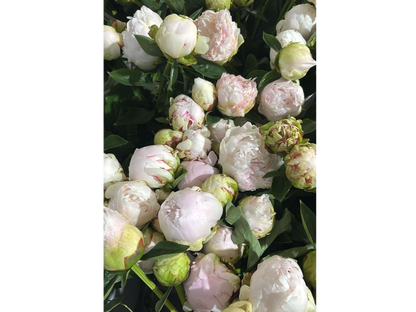 Ramo Estacional Peonia